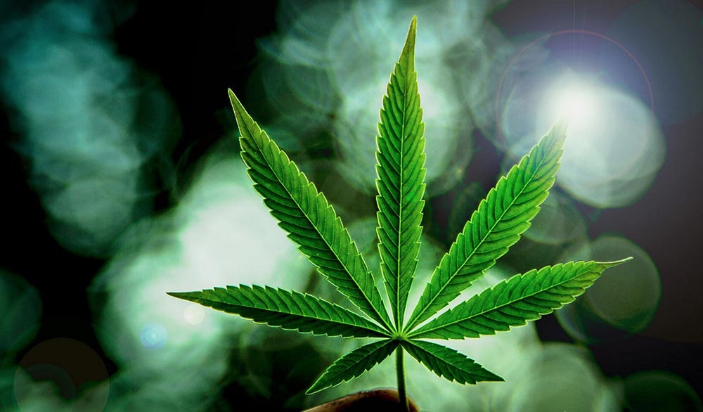 Investire in Azioni Cannabis legale